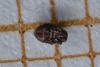 Hermannia sp.